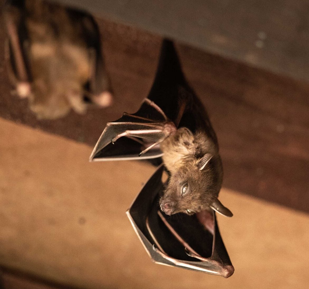 Wildlife-Bats in Ocean View